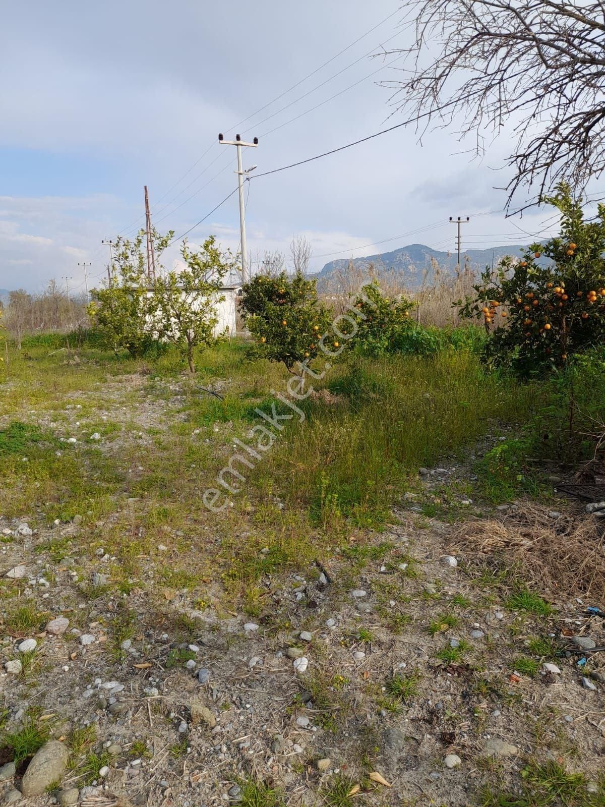 Ortaca Dalyan Mah. Satılık 2488 M2 Tarla