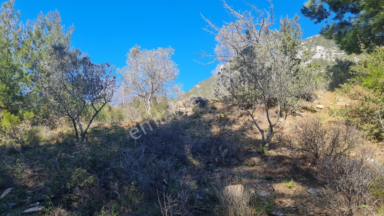 Menteşe Yaraş Satılık Zeytinlik Muğla Yaraş 5858m2 Satılık Zeytinlik