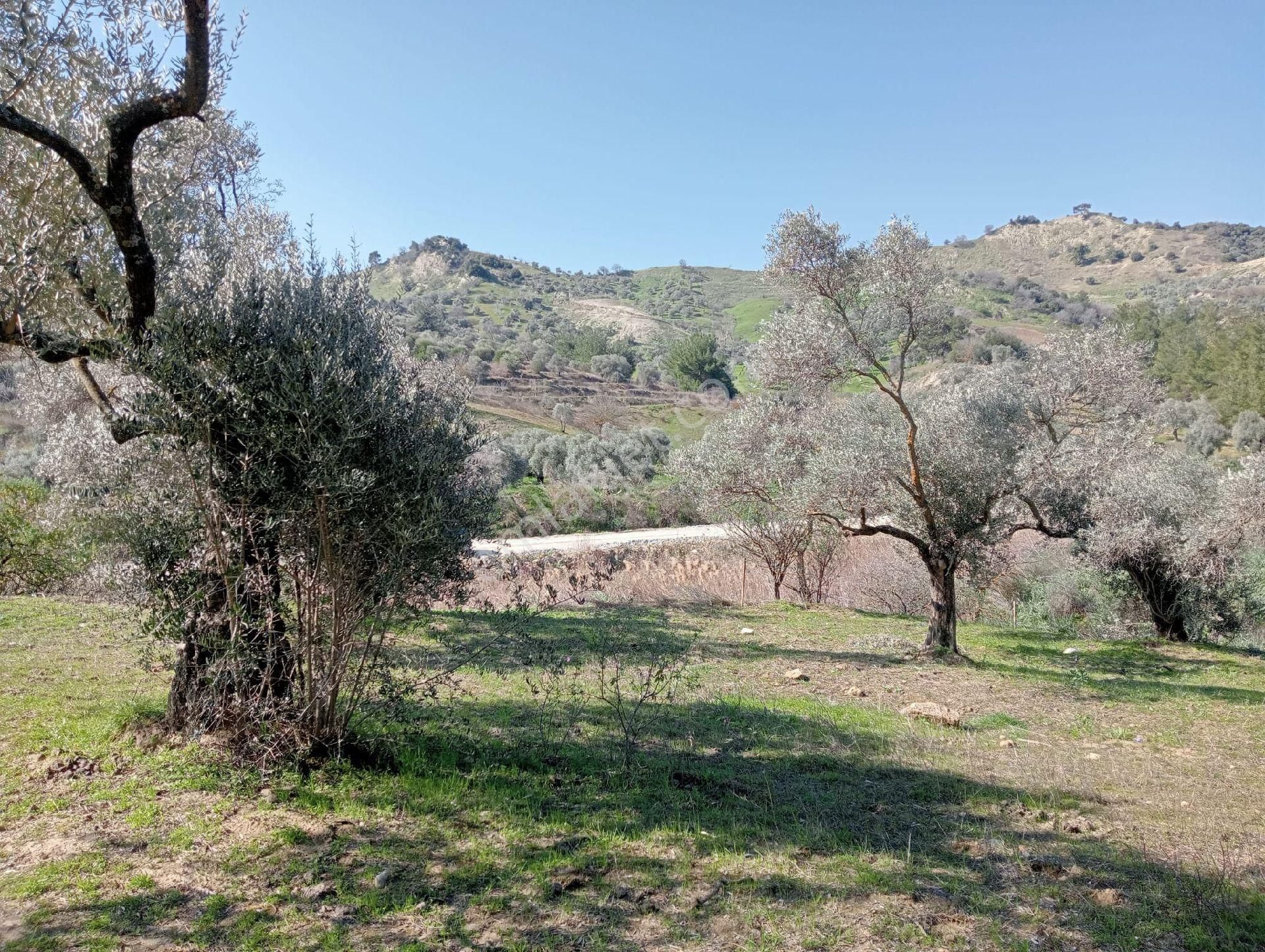 Germencik Çamköy Ana Yola Yakın 2509 M2 Satılık Zeytinlik - Görsel 10