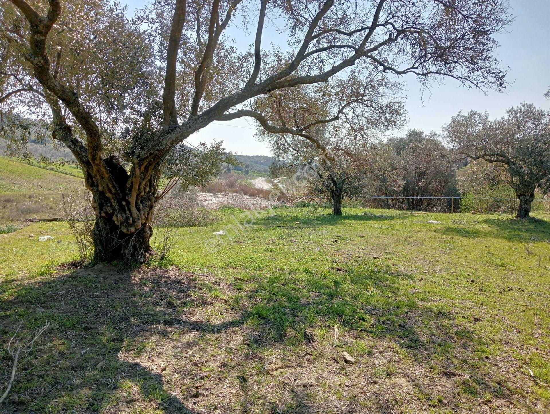 Germencik Çamköy Satılık Bağ & Bahçe Germencik Çamköy Ana Yola Yakın 2509 M2 Satılık Zeytinlik