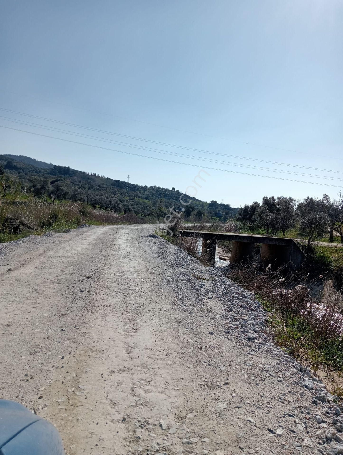 Germencik Çamköy Ana Yola Yakın 2509 M2 Satılık Zeytinlik - Görsel 13