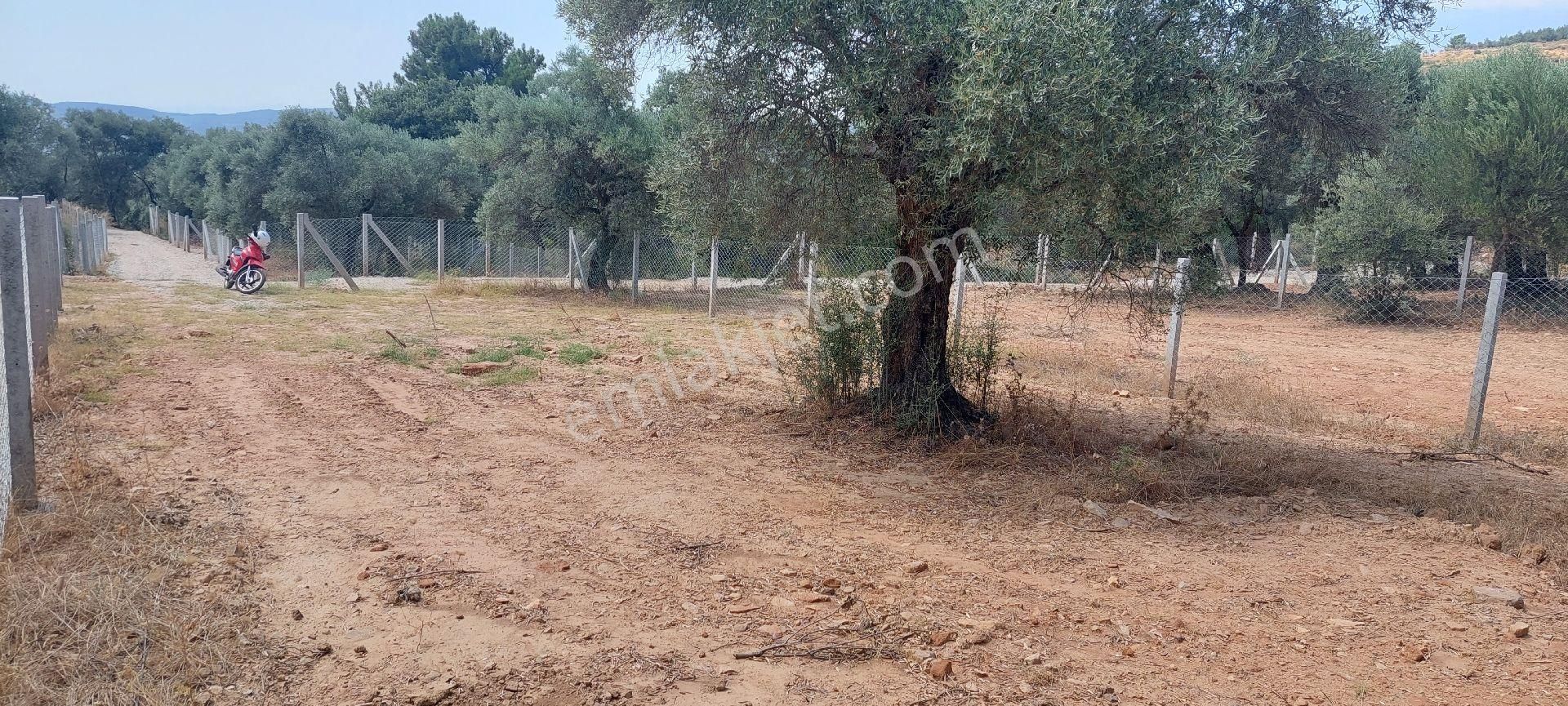 Torbalı Dirmilde 294m2