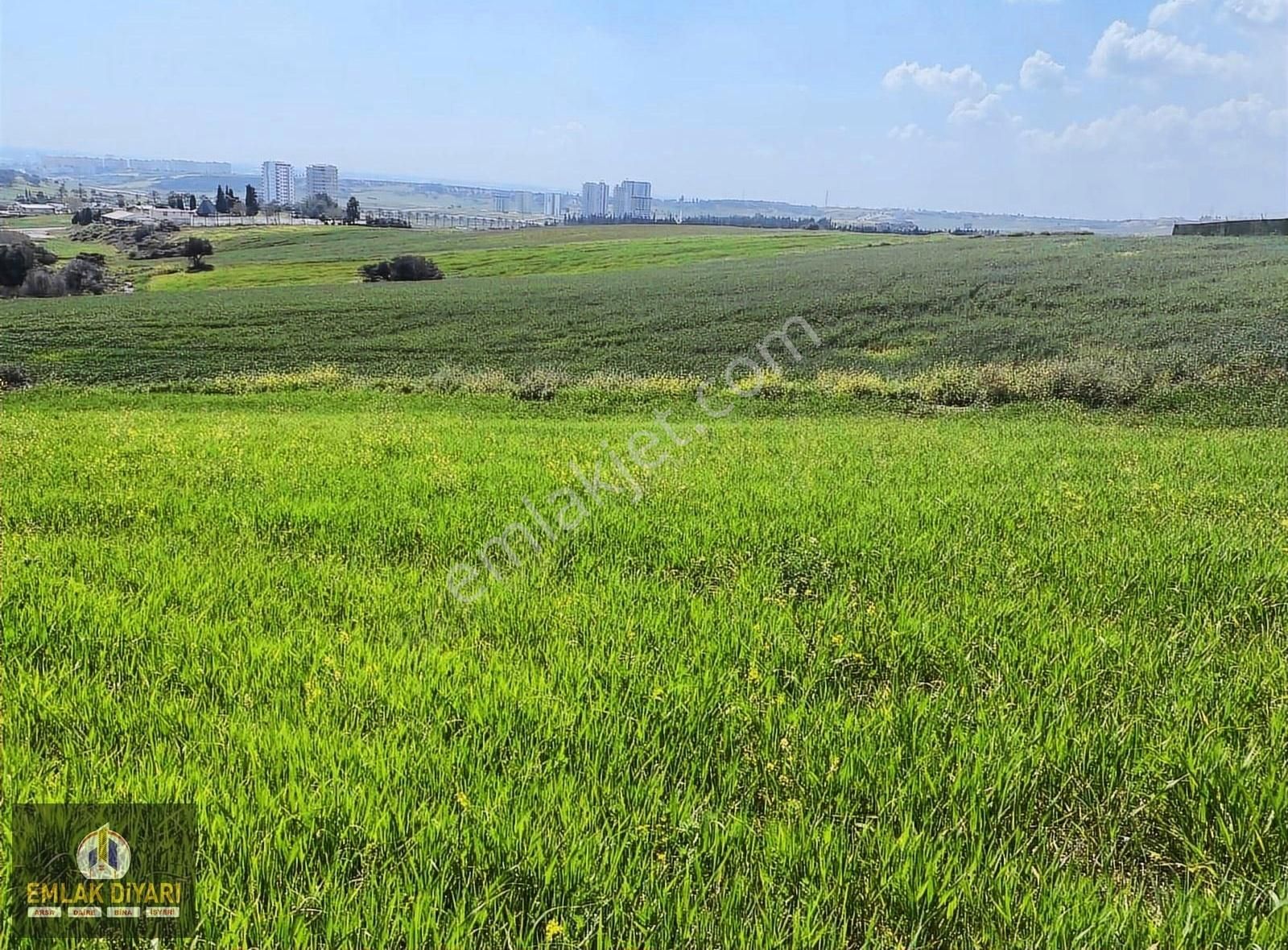 Çukurova Söğütlü Satılık Tarla Yatırımlık Cazip Hisse