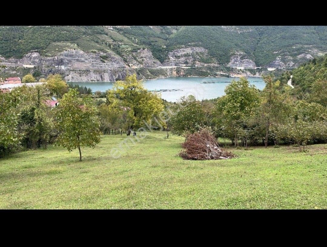 Borçka Ambarlı Köyü Satılık Tarla Sahibinden Satılık