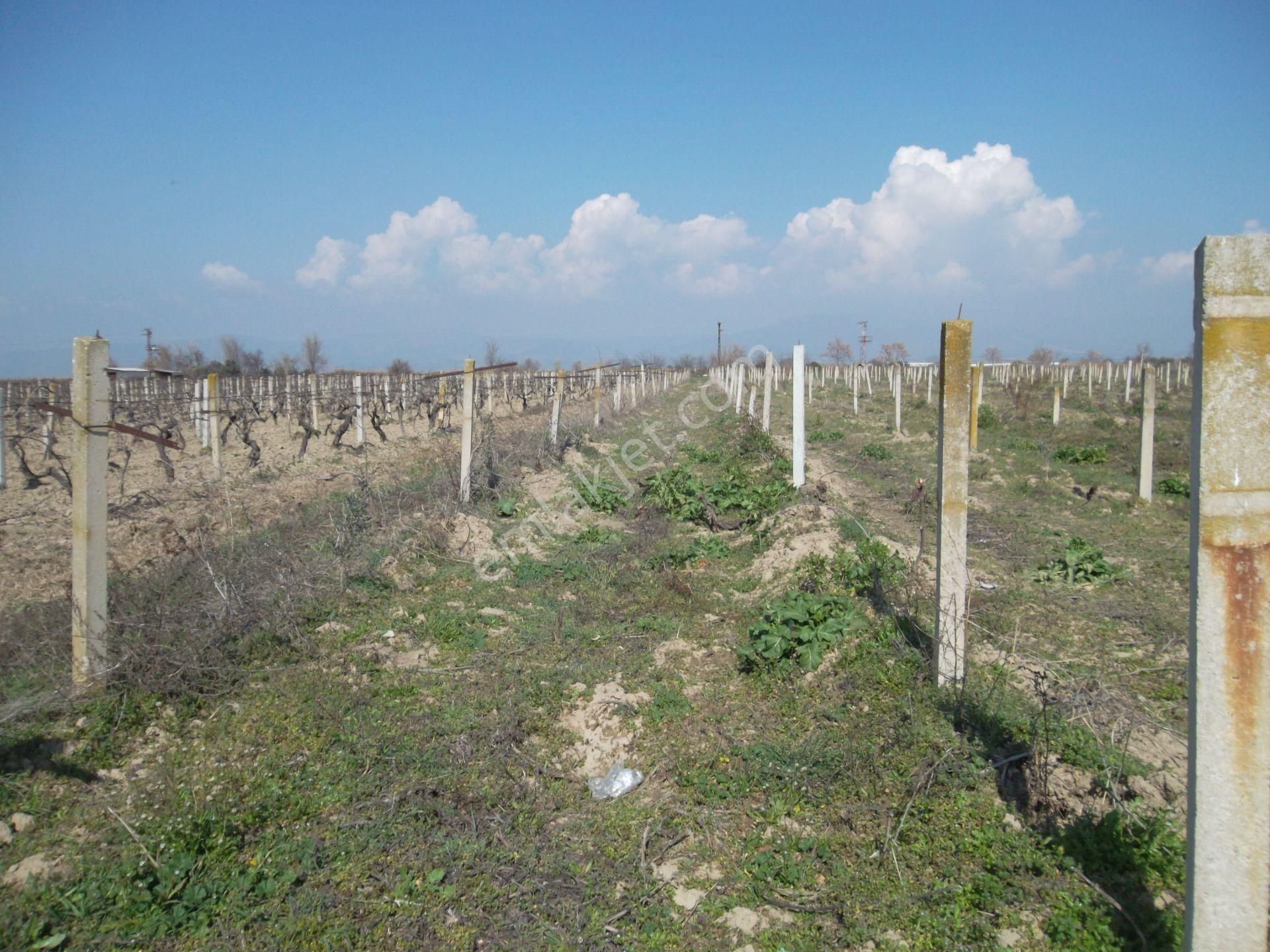 Salihli Çökelek Satılık Zeytinlik Manisa Salihli İlçesinde Satılık Zeytin Bahçesi