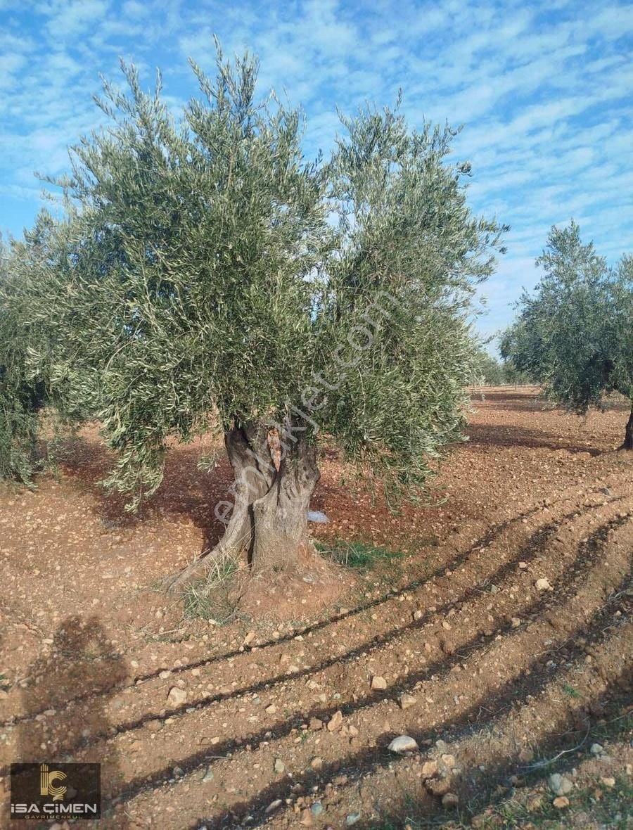 Musabeyli Zeytinbağı Köyü Satılık Özel Kullanım Kilis Musabeyli Zeytinbagı Mah Süper Tonluk Zeytin Bahçesi