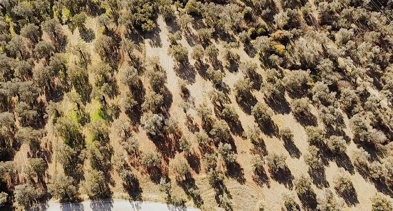 Ayvalık Mutlu Köye 1 Km Yol Üstü Zeytinlik - Görsel 2