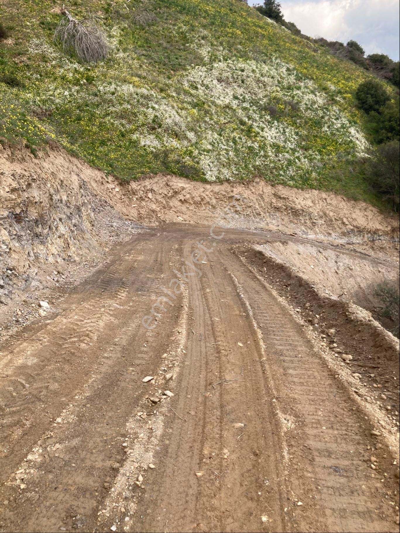 Nazilli Yaylapınar Satılık Zeytinlik İsabeyli Yaylapınar Mevkii Satılık 13.500 Metre Zeytinlik