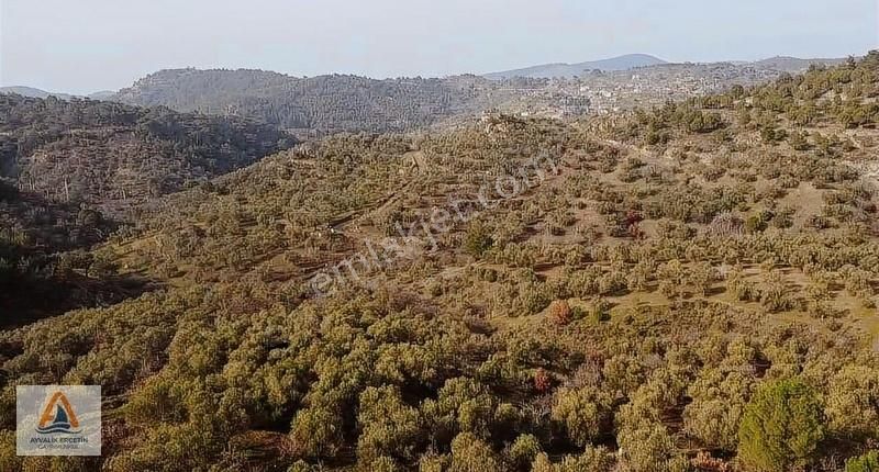 Gömec Kumgedikte Köye Sadece 700 Metre Zeytinlik+tarla - Görsel 15