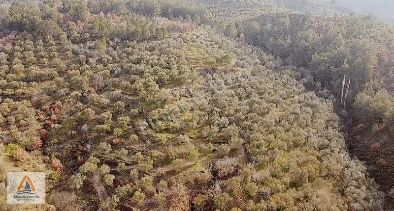Gömec Kumgedikte Köye Sadece 700 Metre Zeytinlik+tarla - Görsel 14