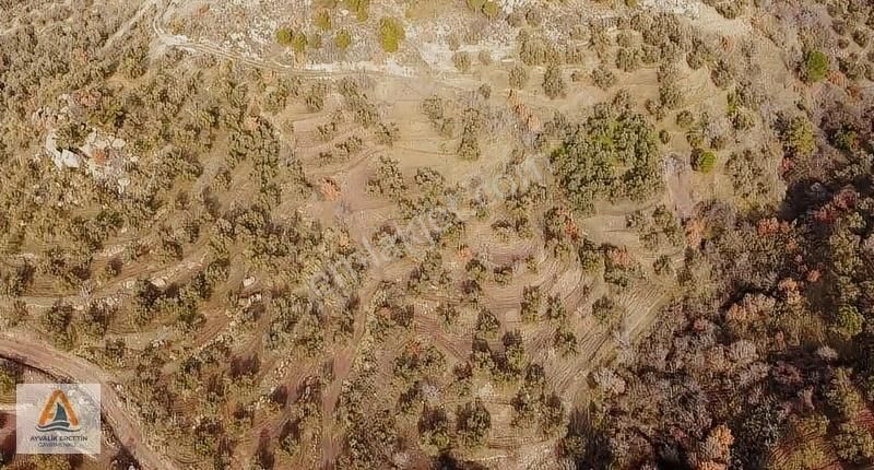 Gömec Kumgedikte Köye Sadece 700 Metre Zeytinlik+tarla - Görsel 8