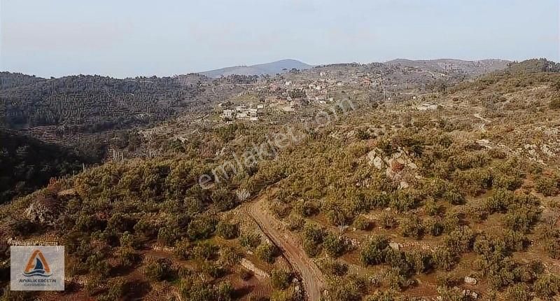 Gömec Kumgedikte Köye Sadece 700 Metre Zeytinlik+tarla - Görsel 12