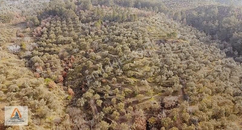Gömec Kumgedikte Köye Sadece 700 Metre Zeytinlik+tarla - Görsel 7