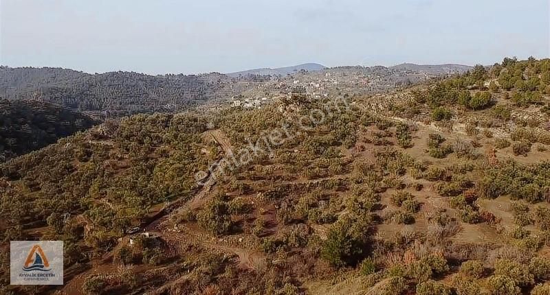Gömec Kumgedikte Köye Sadece 700 Metre Zeytinlik+tarla - Görsel 17