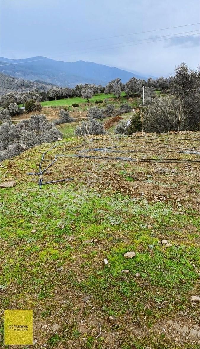 Bayındır Karahayıt Satılık Zeytinlik Bayındır Karahayıt Köyünde Müstakil Tapulu Tarla