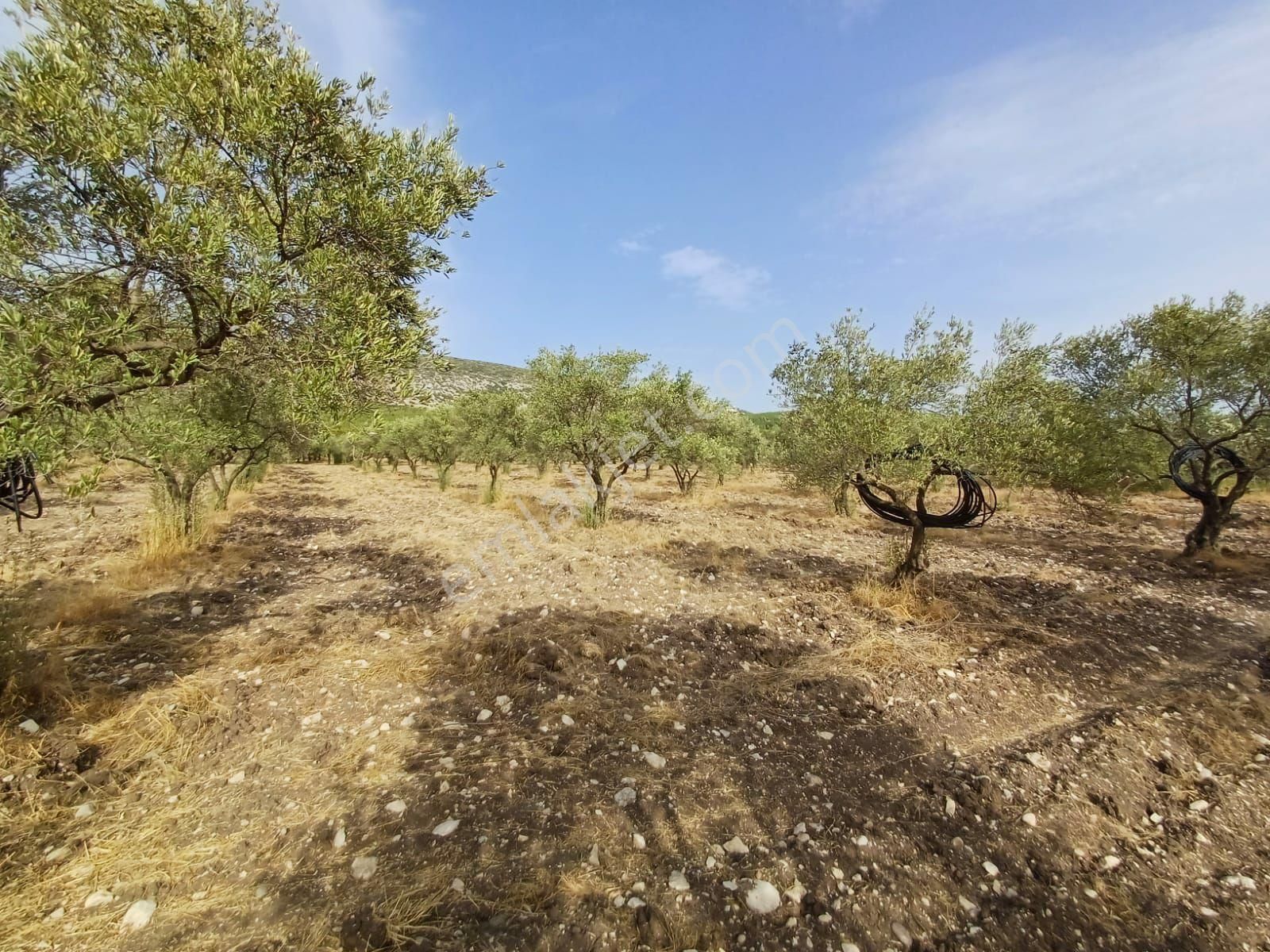 Saruhanlı Bahadır Satılık Tarla Bahadır Köyünde Muhteşem Konumda Arsa