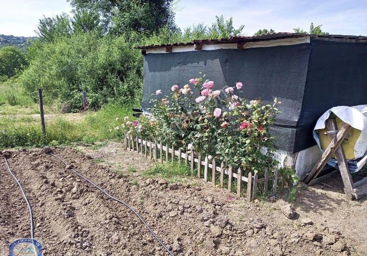 Biga Bakacaklıçiftliği Köyü Satılık Bağ & Bahçe Çanakkale Biga'da Satılık Tarla İçinde Küçük Bir Bağ Evi Var