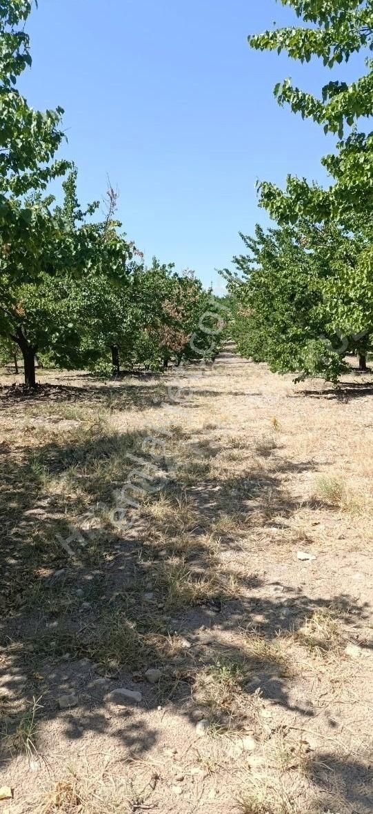 Battalgazi Çolakoğlu Satılık Bağ & Bahçe Çolak Oğlunda Satılık Süper Kupon Bahçe