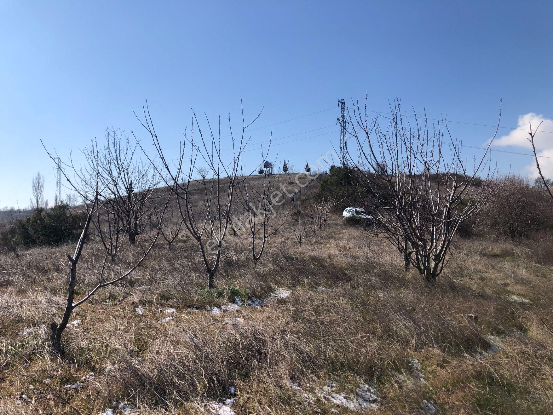 Şarköy Çınarlı Satılık Bağ & Bahçe Şarköy De Işık Emlaktan Çınarlı Mah De 1530 M2 Kirazlık.