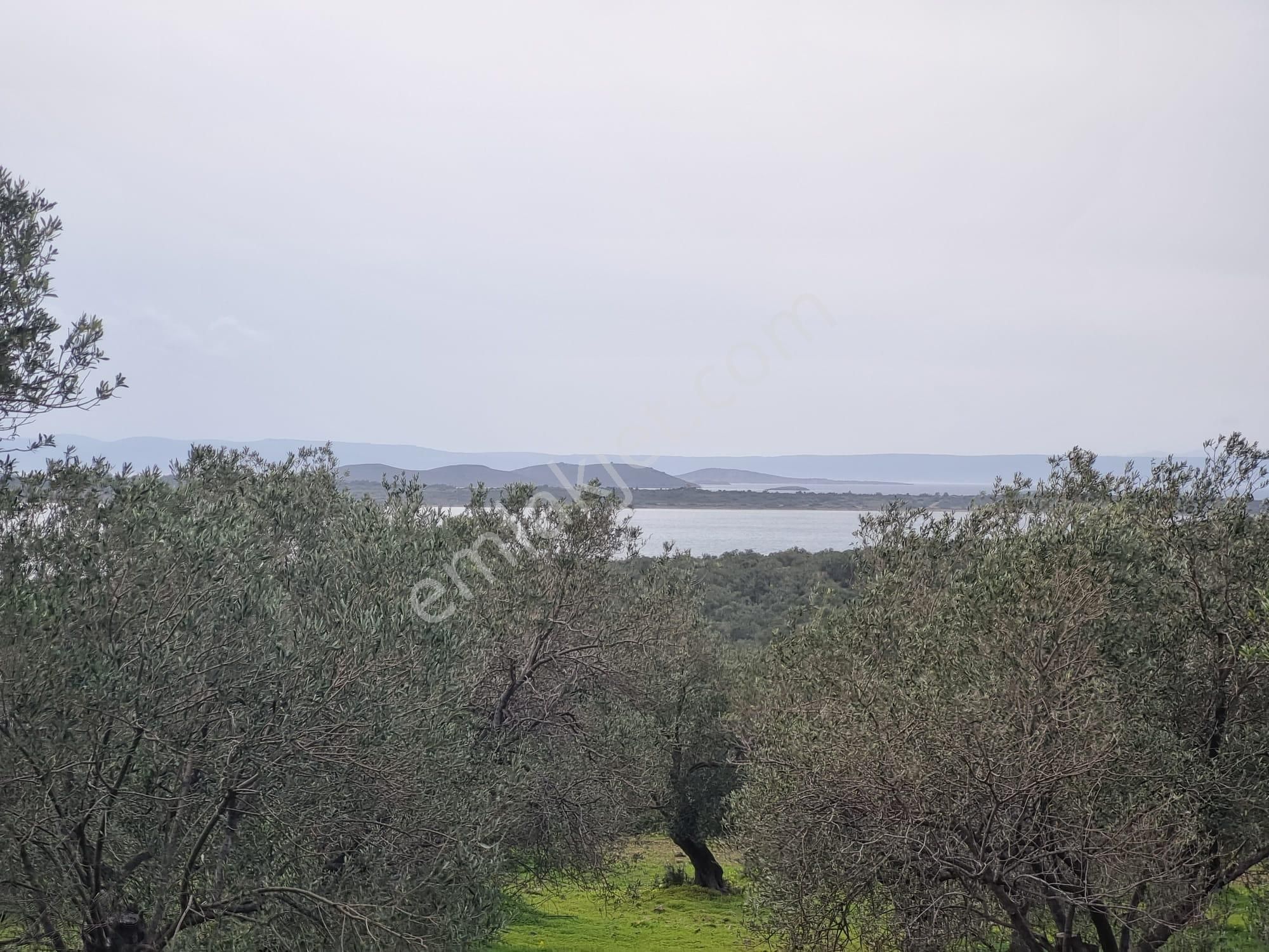 Ayvalık Namık Kemal Satılık Zeytinlik Ayvada'dan Ayvalık Cunda'da Deniz Manzaralı 4 Dönüm Bakımlı Zeytinlik