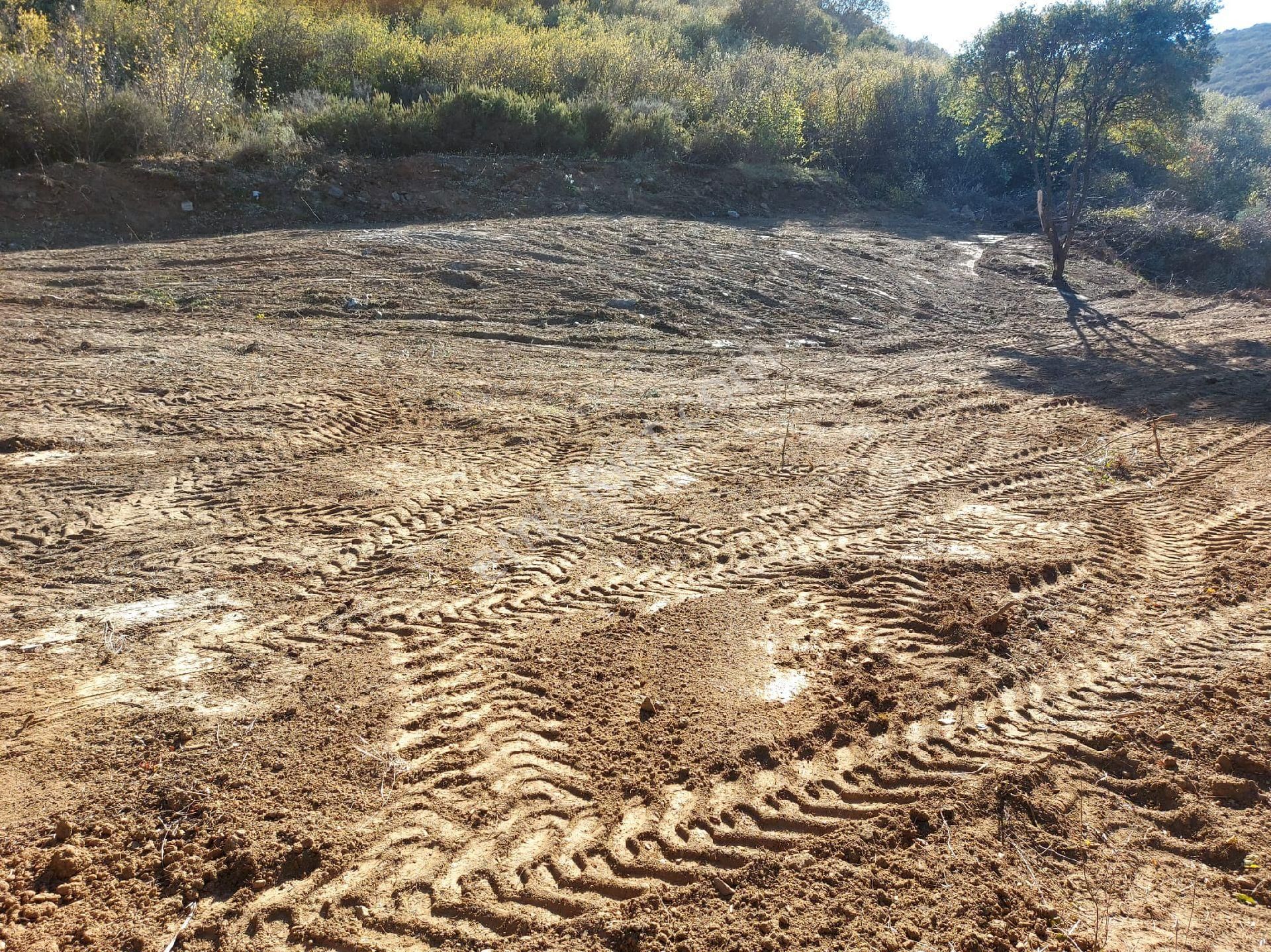 Bandırma Yenice Satılık Tarla Bandırma Rt Yılmaz Gayrımenkul'den Deniz Manzaralı Zeytinlik