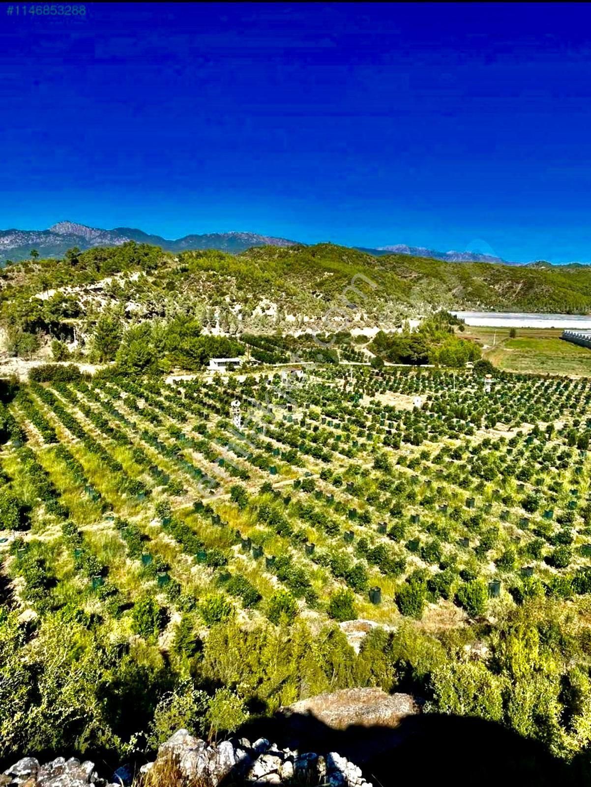 Manavgat Bereket Satılık Tarla Berekette D400e Yakın Tek Tapu Çiftk Sera Bağ Bahçe Arazisi