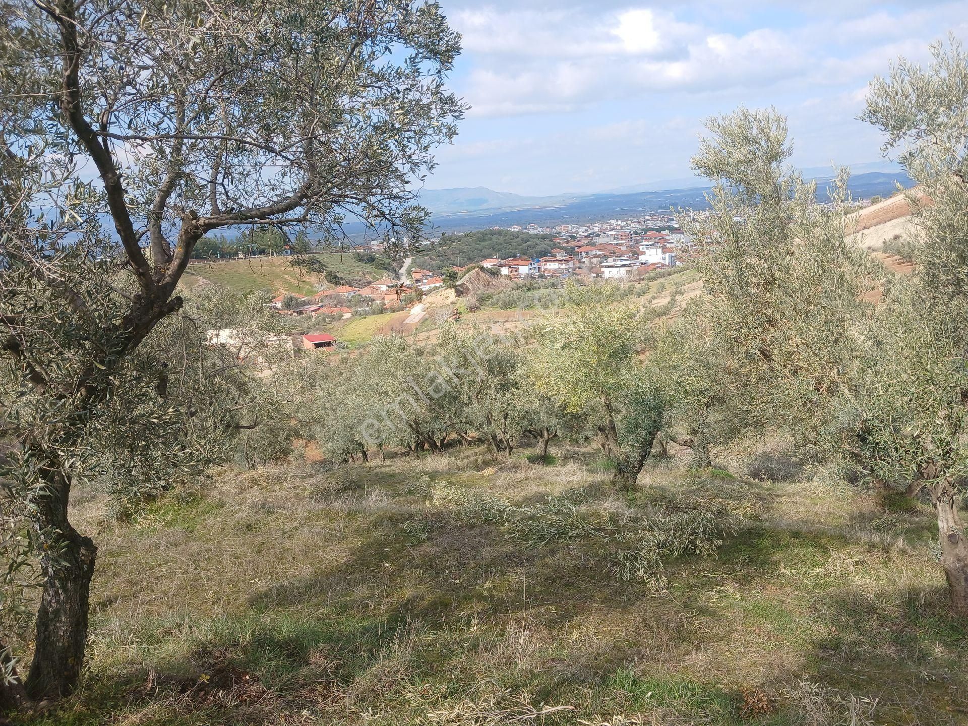 Ahmetli Barbaros Satılık Konut İmarlı Manisa Ahmetli Barboros Mah.9600m² Tarla Satılık