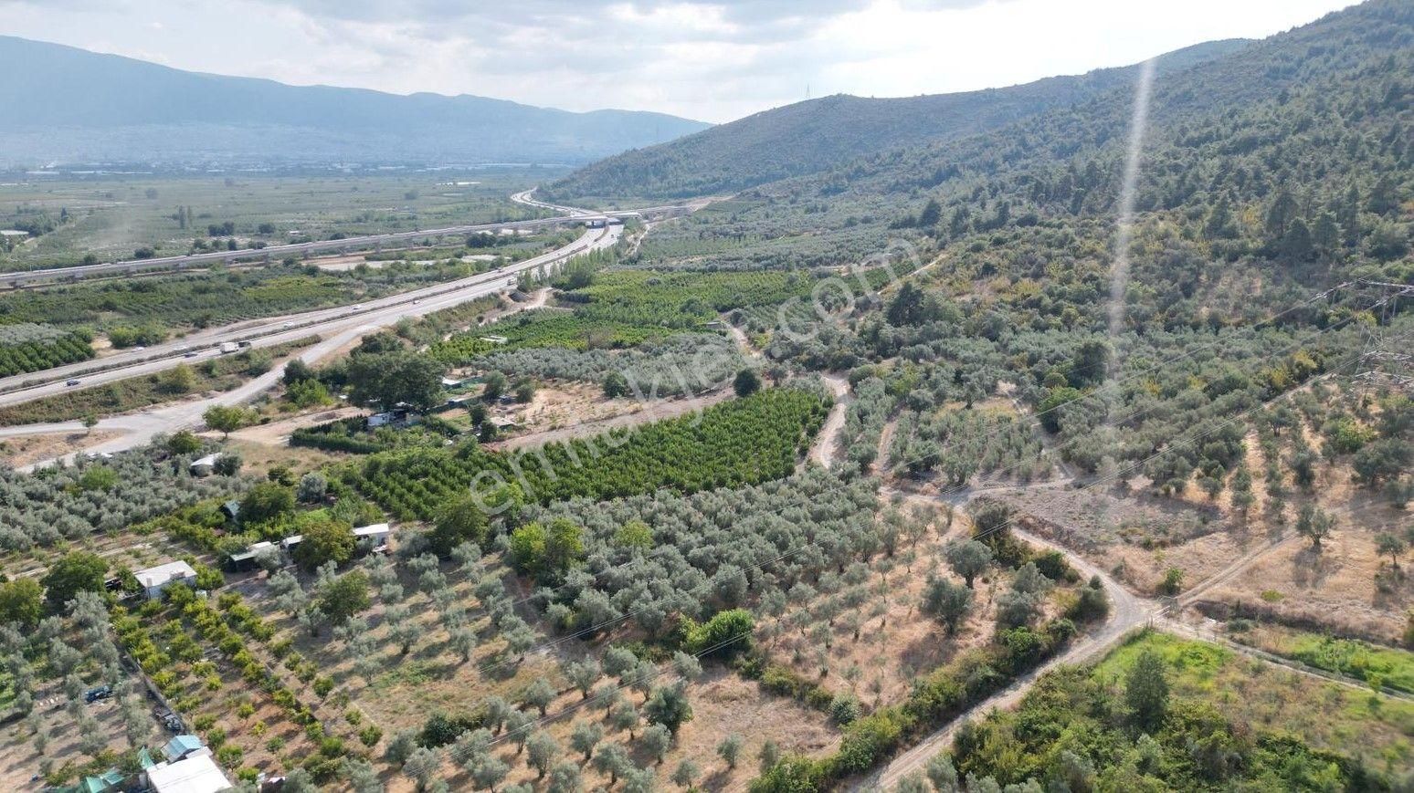 Gürsu Kazıklıköyü Satılık Zeytinlik Çelik'ten Gürsu Kazıklı'da Zeytin Ağaçlı Hobi Bahçesi Ve Yatırımlık Arazi