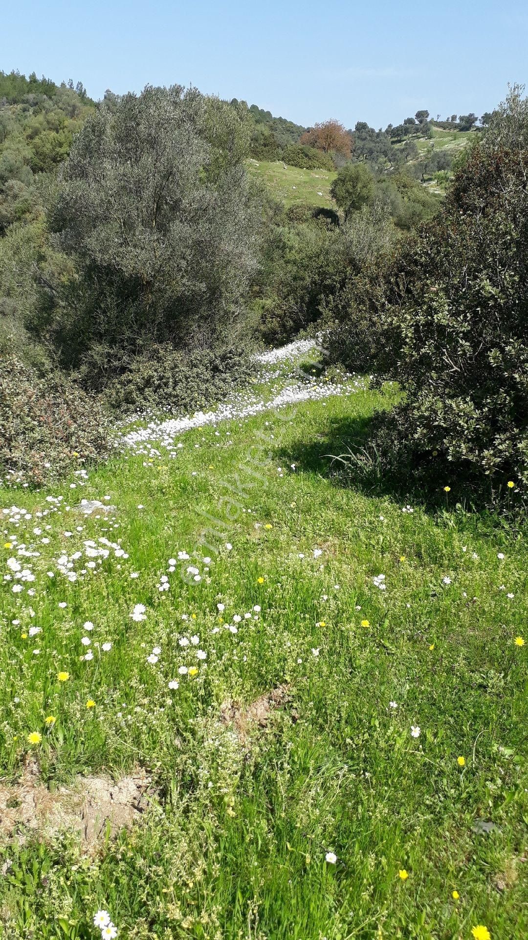 Seferihisar Orhanlı Tms Altı Mevkisinde 1850m2 Düz Tarla - Görsel 13