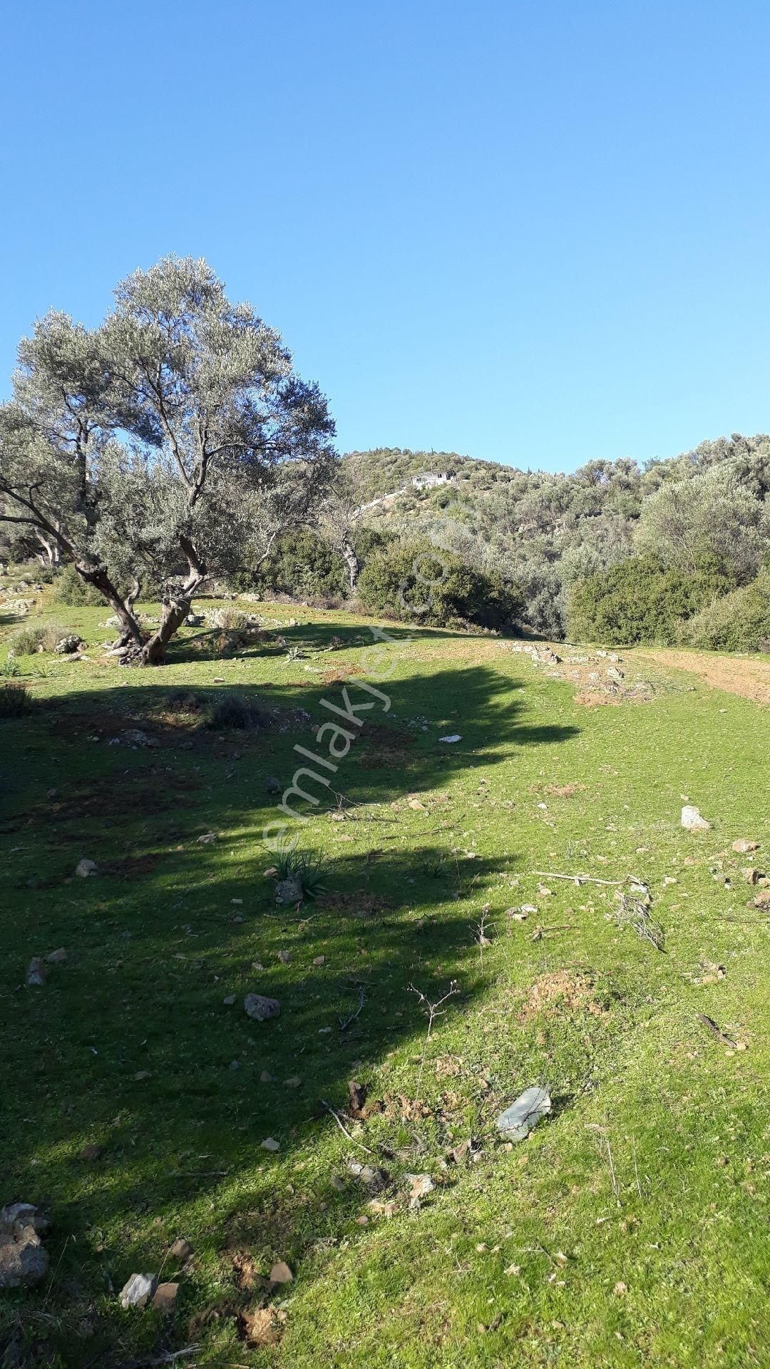 Seferihisar Orhanlı Tms Altı Mevkisinde 1850m2 Düz Tarla - Görsel 6