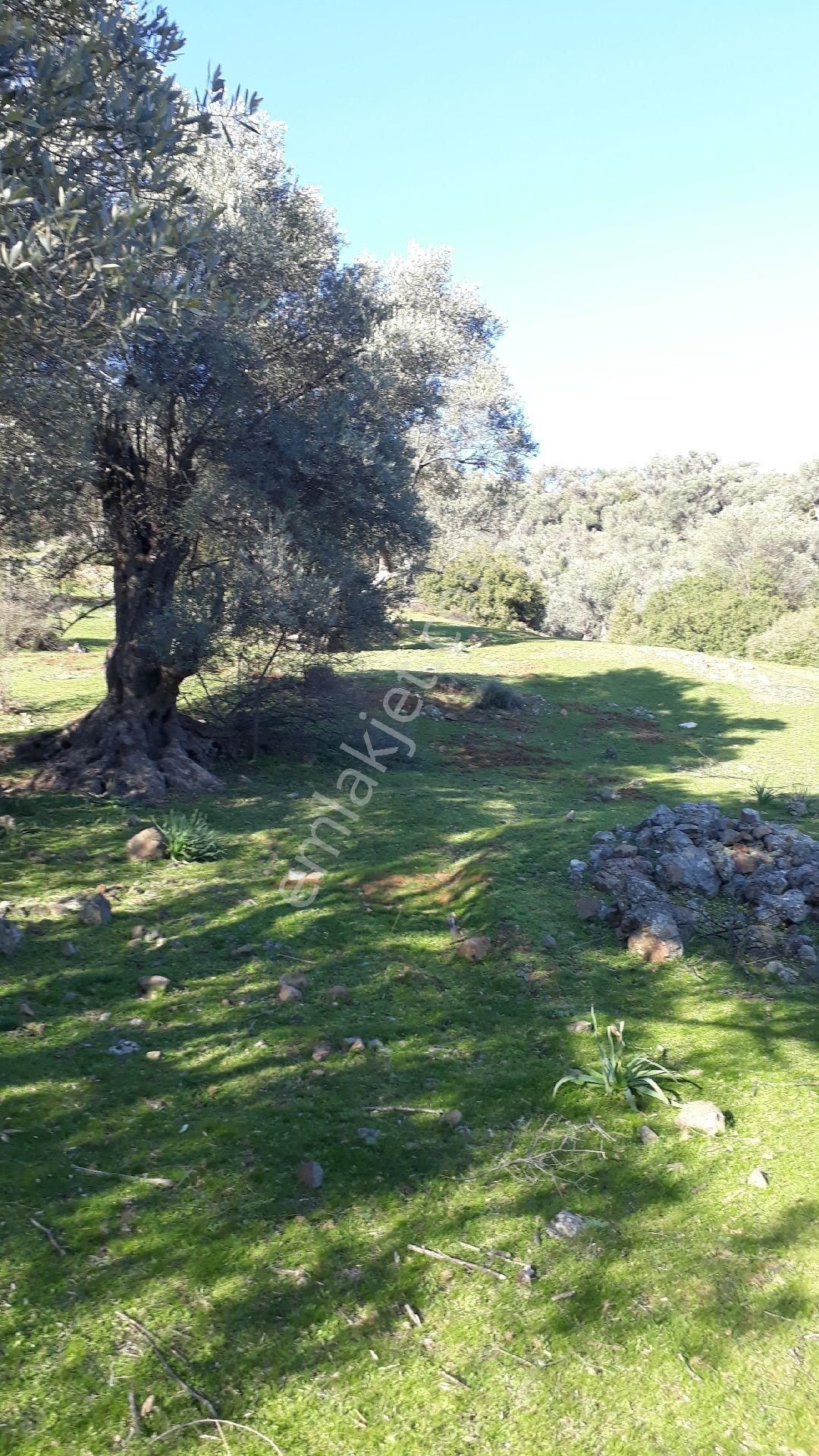 Seferihisar Orhanlı Tms Altı Mevkisinde 1850m2 Düz Tarla - Görsel 14