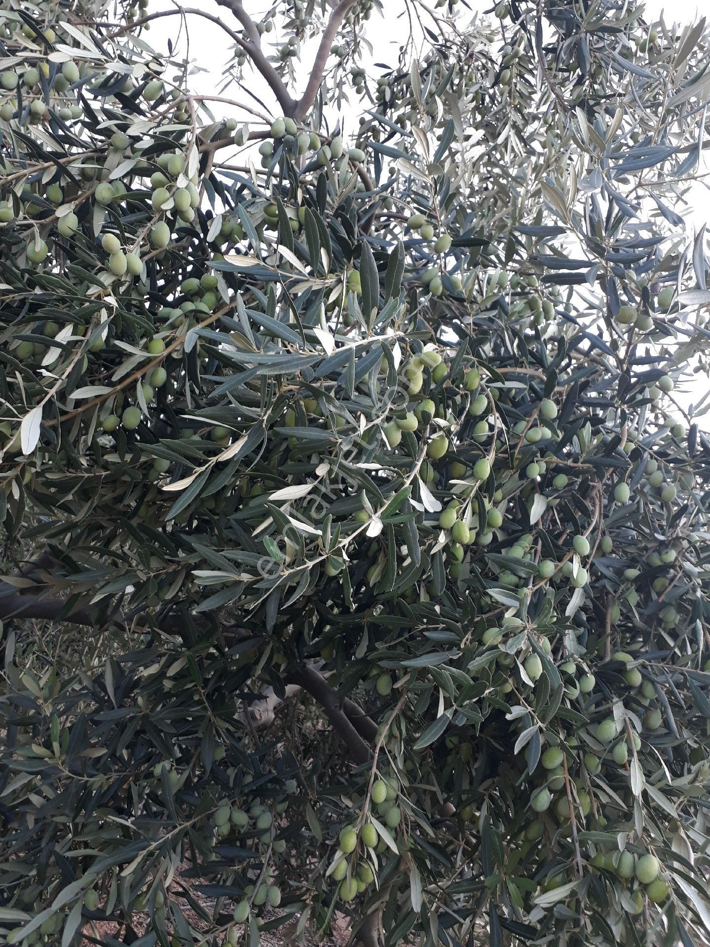 Seferihisar Orhanlı Tms Altı Mevkisinde 1850m2 Düz Tarla - Görsel 16