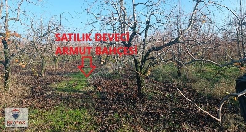 Kestel Barakfakih Satılık Tarla Barakfakih'te Köye Yakın Dümdüz 2.444m2 Armut Bahçesi