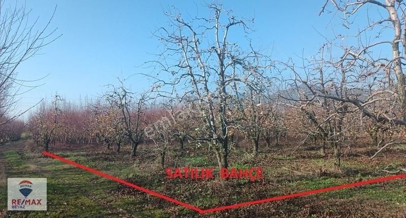 Kestel Barakfakih Satılık Bağ & Bahçe Barakfakih'te Yatırımlık 1.754m2 Armut Bahçesi