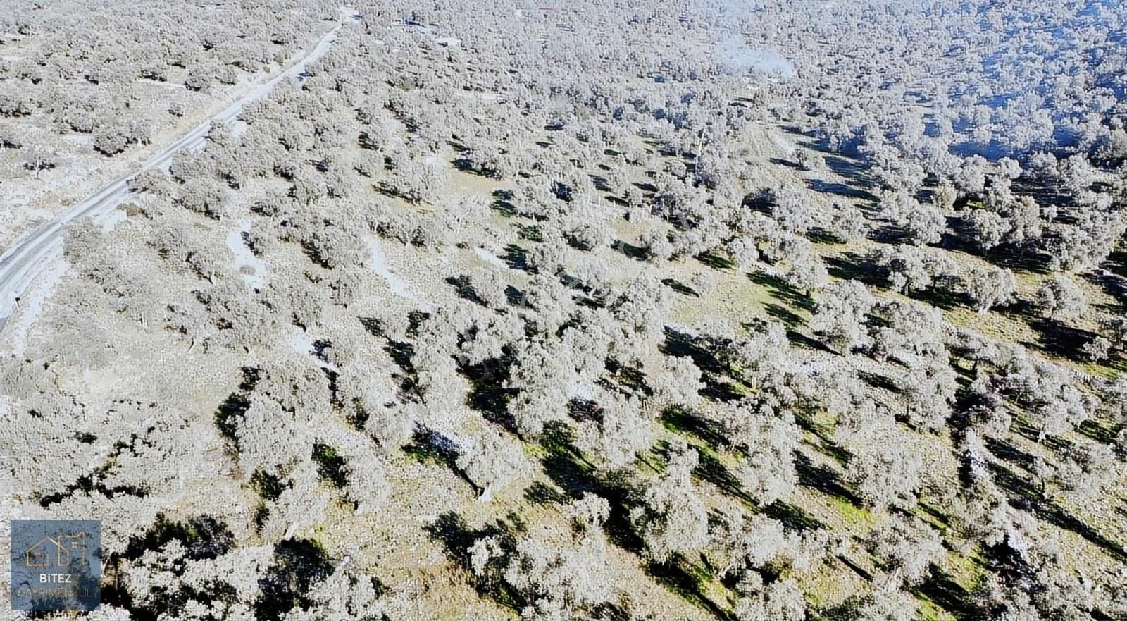 Milas Ovakışlacık Satılık Zeytinlik Milas Ovakışlacık'da Yola Cepheli 15.500 M2 Zeytinlik