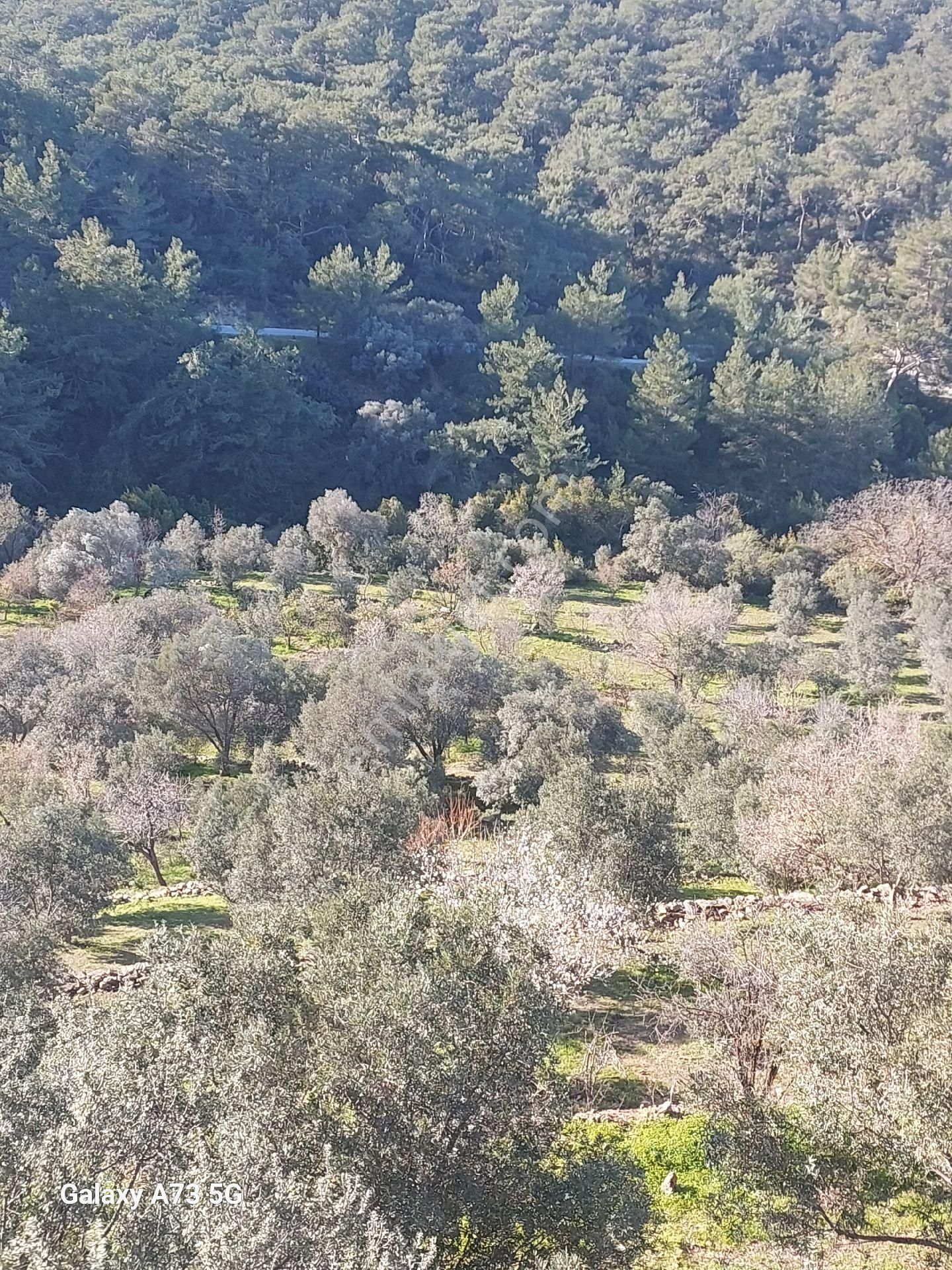 Bodrum Gökpınar Satılık Tarla Bodrum Gökpınar Mahallesinde Satılık Tarla