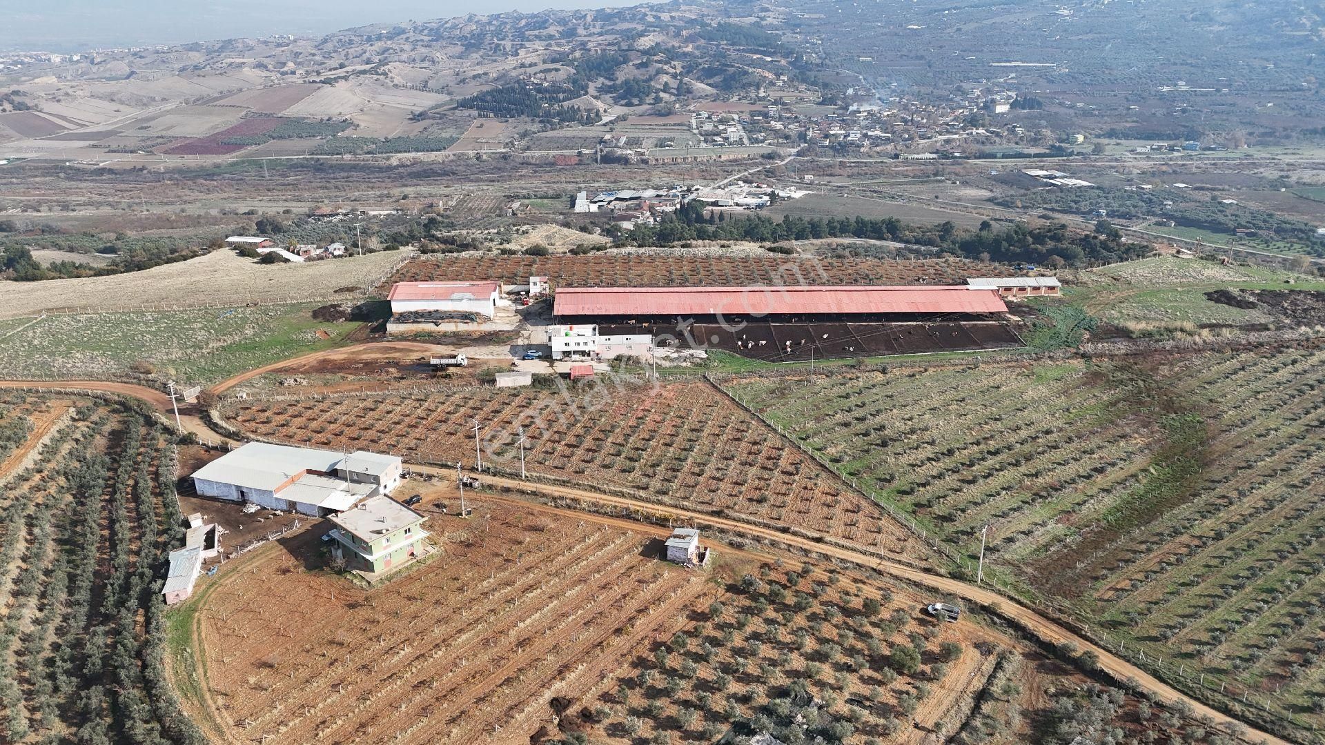 Turgutlu Irlamaz Satılık Çiftlik Turgutlu Halil Beylide Satılık Ruhsatlı Ciftlik