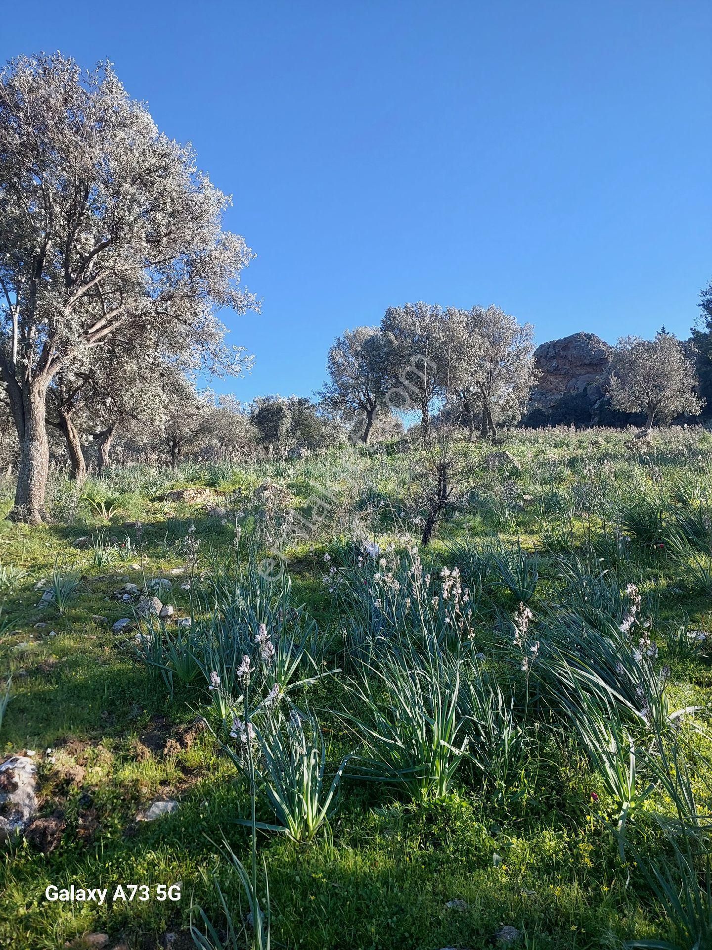 Bodrum Gündoğan Satılık Tarla Bodrum Gündoğanda Satılık Zeytinli Tarla