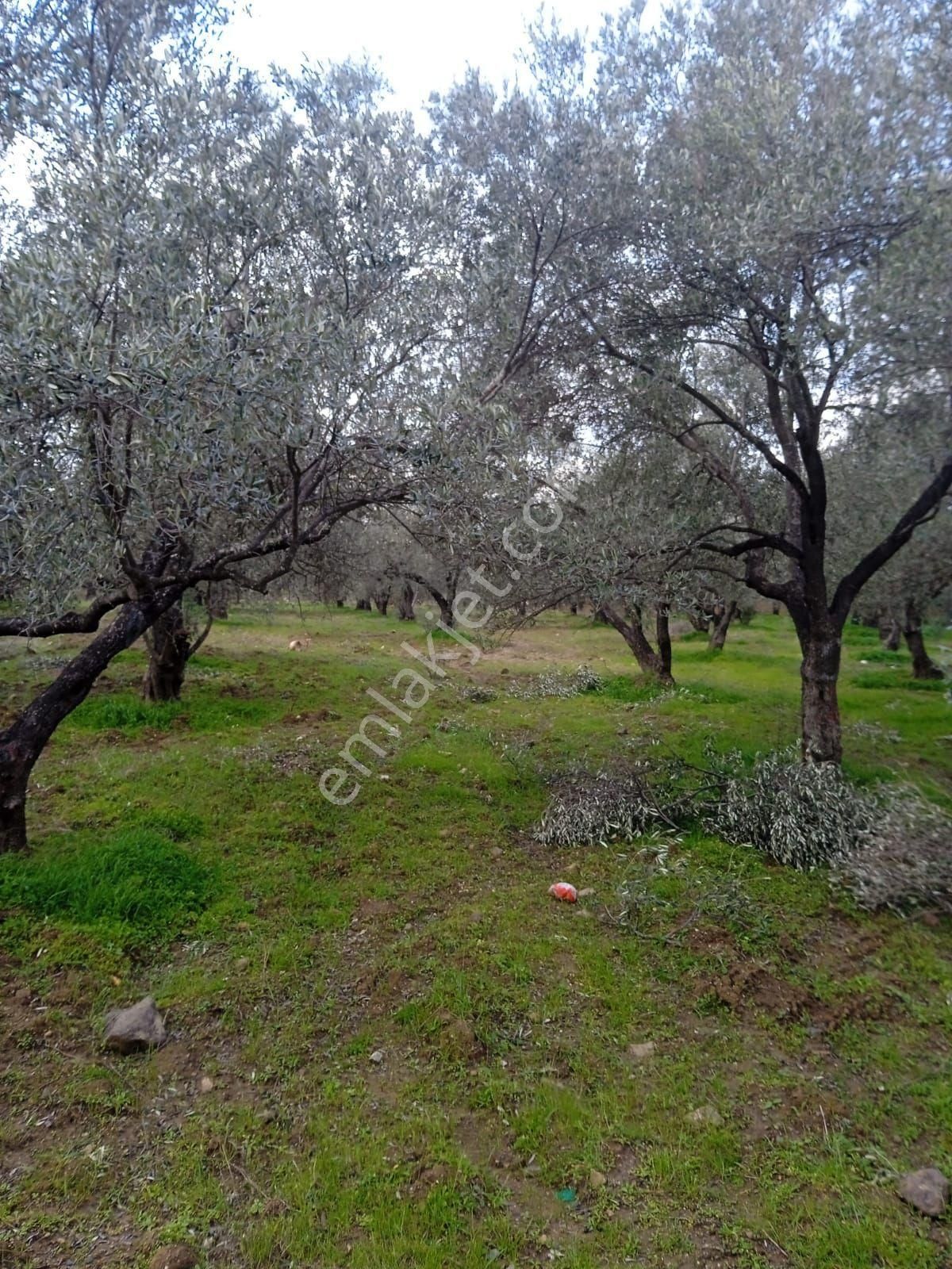 Gömeç Hacıoğlu Satılık Zeytinlik Balıkesir Gömeç Satılık Zeytinlik