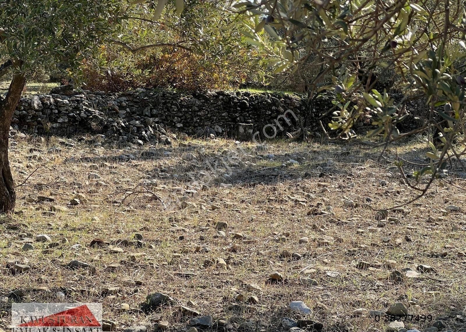 Kavuşturan Emlak'tan Edremit Zeytinli 'de Satılık Zeytinlik - Görsel 31