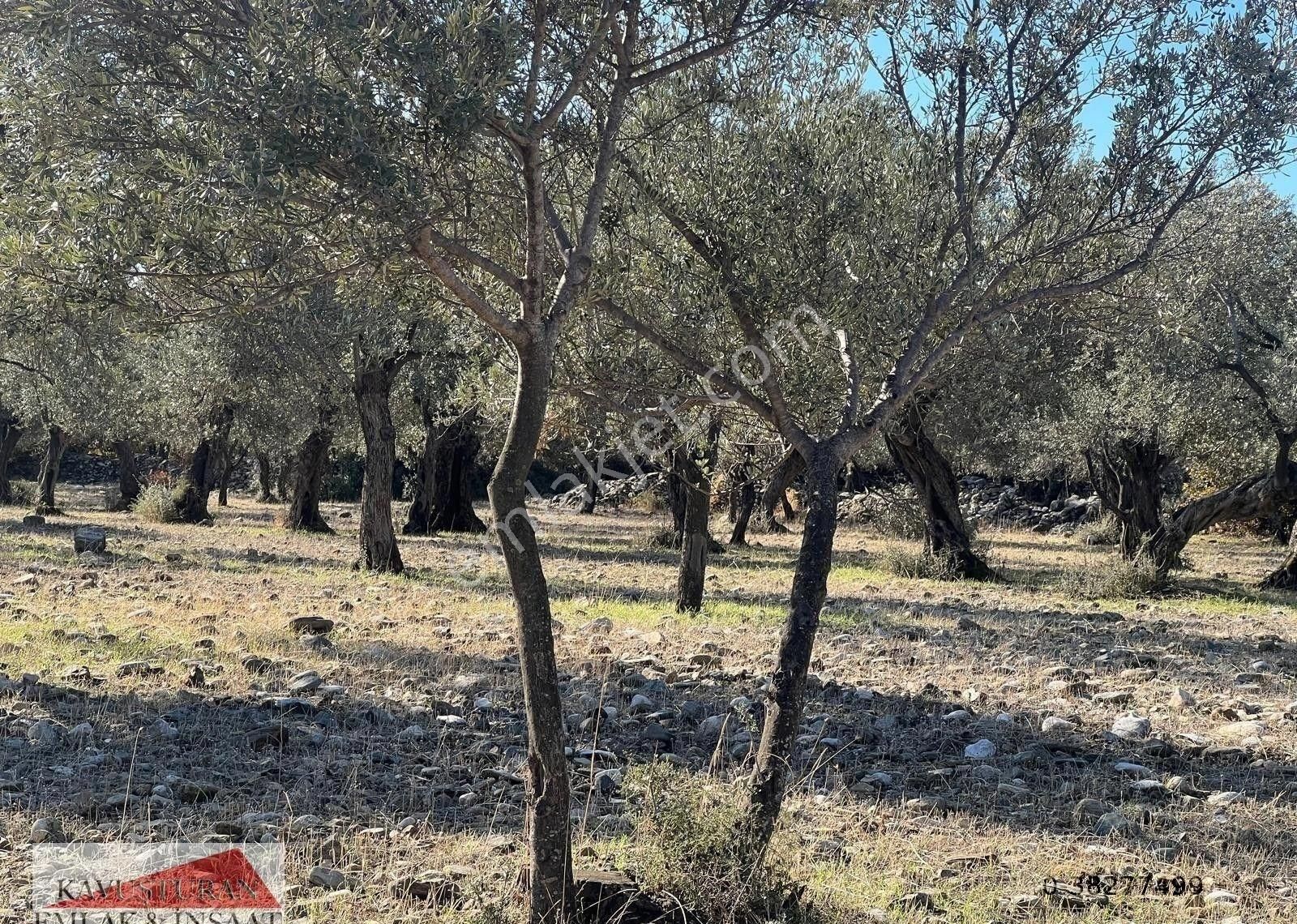 Kavuşturan Emlak'tan Edremit Zeytinli 'de Satılık Zeytinlik - Görsel 11