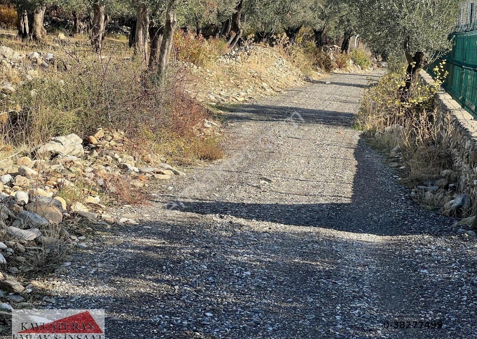 Kavuşturan Emlak'tan Edremit Zeytinli 'de Satılık Zeytinlik - Görsel 24