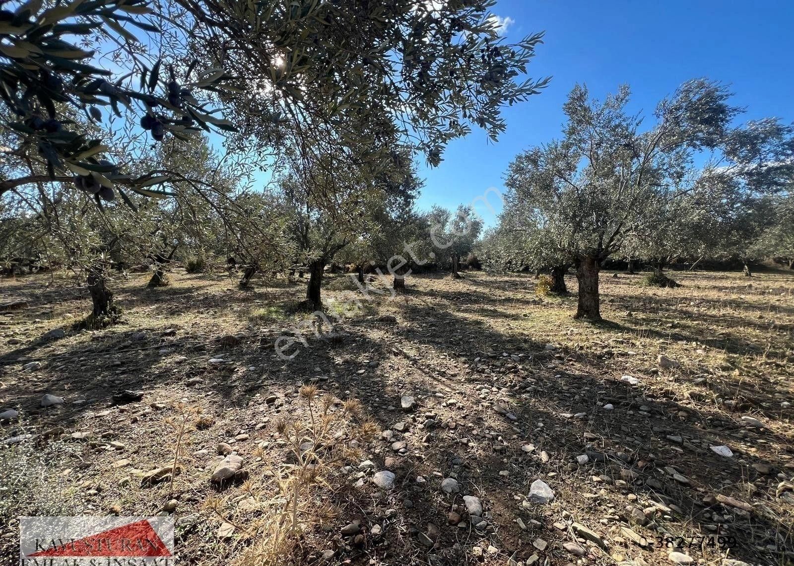 Kavuşturan Emlak'tan Edremit Zeytinli 'de Satılık Zeytinlik - Görsel 6