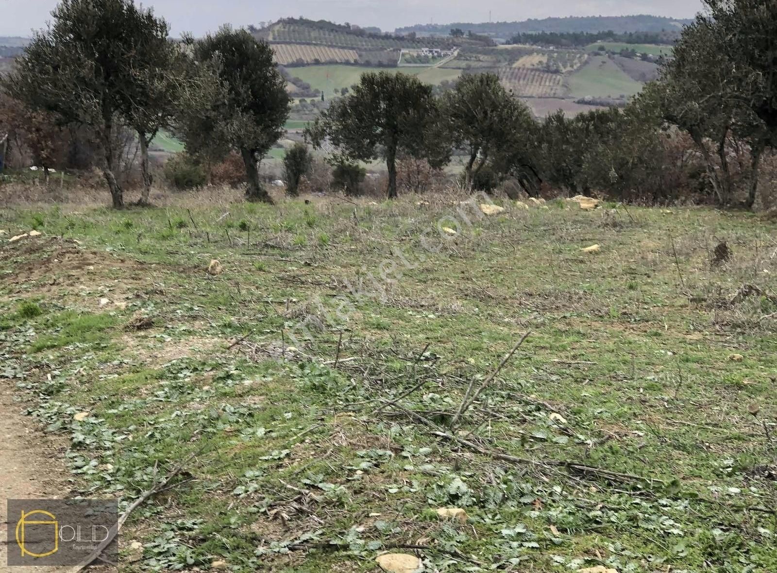 Çanakkale Merkez Musaköyde Kadastro Yolu Olan Satılık Arazi - Görsel 14