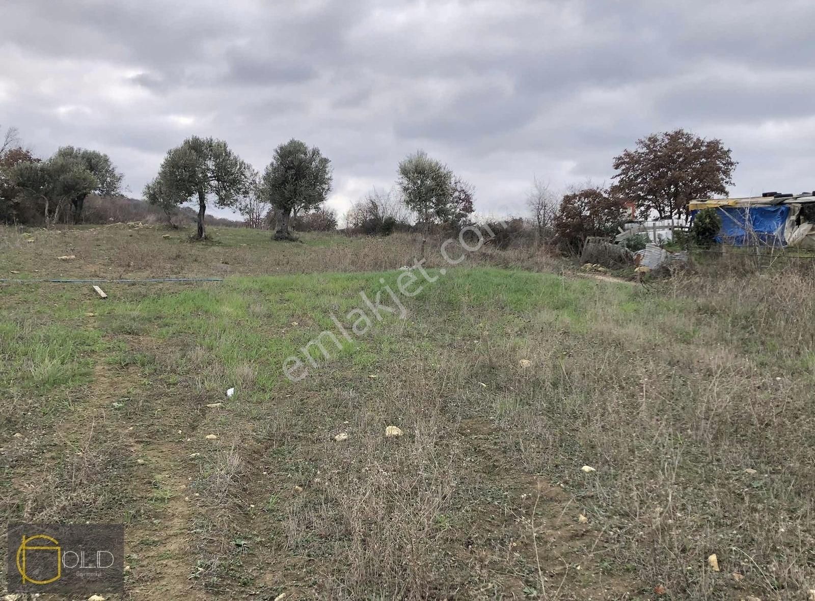 Çanakkale Merkez Musaköyde Kadastro Yolu Olan Satılık Arazi - Görsel 6