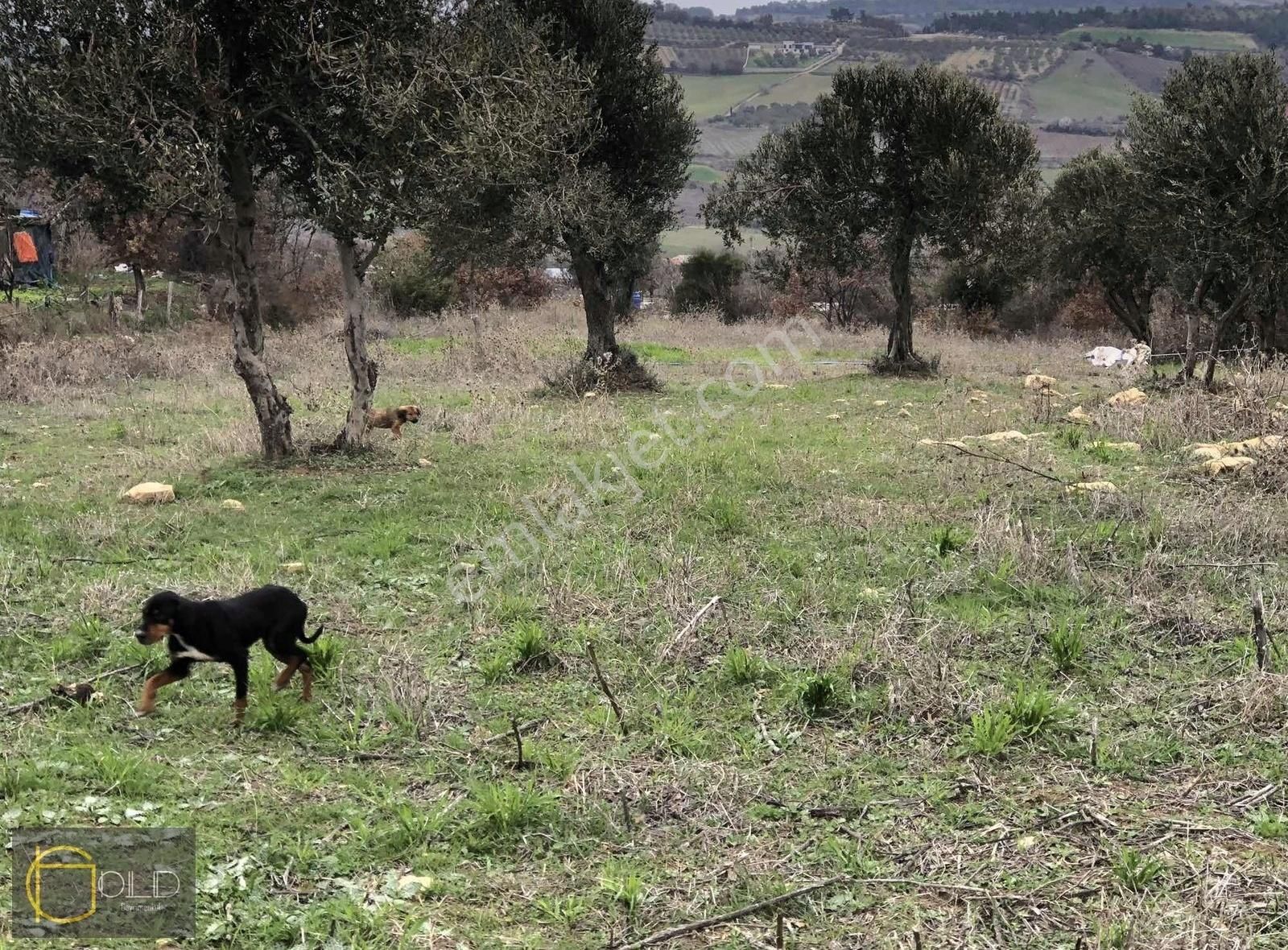 Çanakkale Merkez Musaköyde Kadastro Yolu Olan Satılık Arazi - Görsel 9