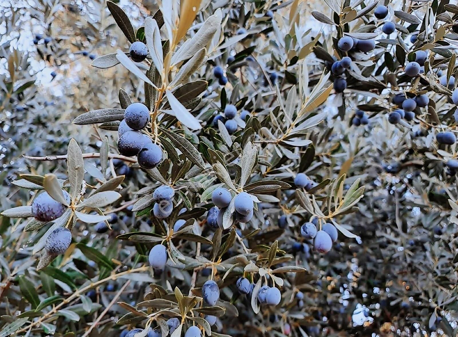 Seydikemer Kabaağaç Satılık Zeytinlik Seydikemer Kabaağaç Satılık Zeytin Bahçesi