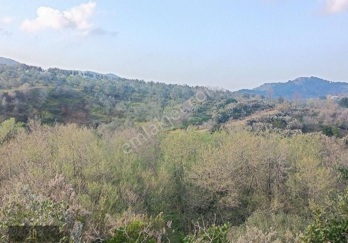 Bandırma Özlem Gayrimenkulden Erdek Karşıyaka Mahallesinde 3 Parsel Yanyana Zeytinlik - Görsel 17
