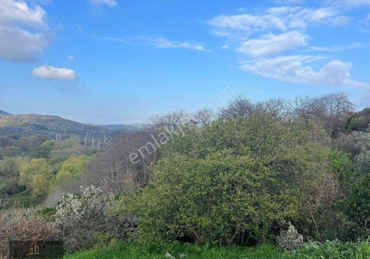 Erdek Karşıyaka Satılık Zeytinlik Bandırma Özlem Gayrimenkulden Erdek Karşıyaka Mahallesinde 3 Parsel Yanyana Zeytinlik