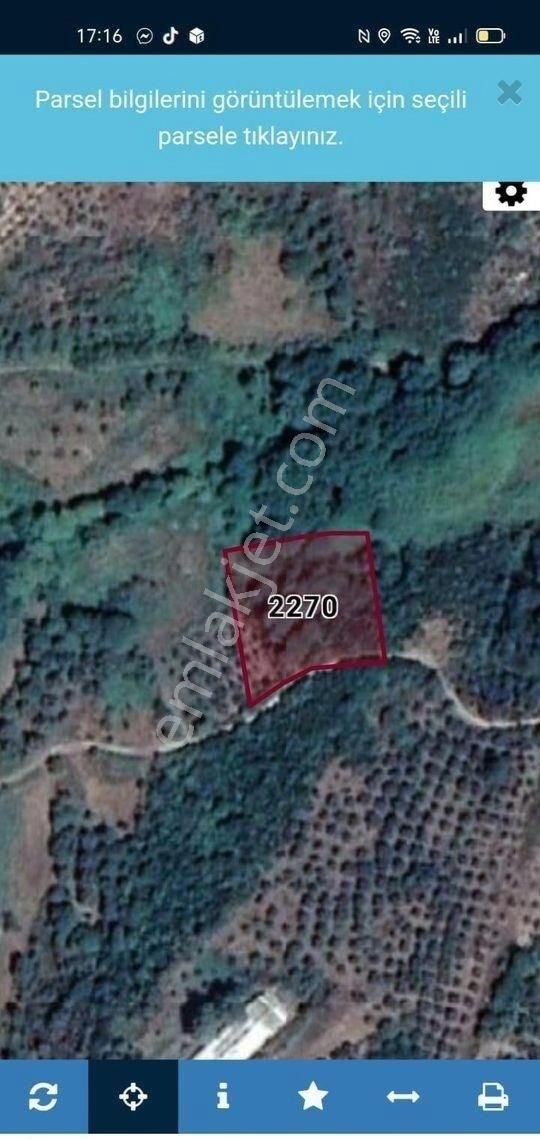 Bandırma Özlem Gayrimenkulden Erdek Karşıyaka Mahallesinde 3 Parsel Yanyana Zeytinlik - Görsel 6